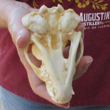 4-1/2" Badger Skull 