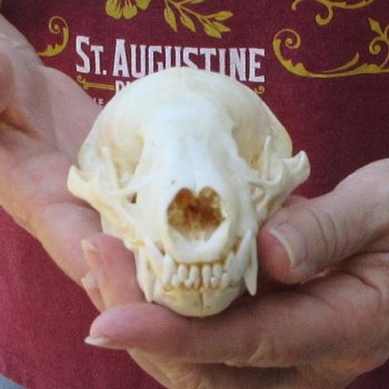 4-3/4" Badger Skull 
