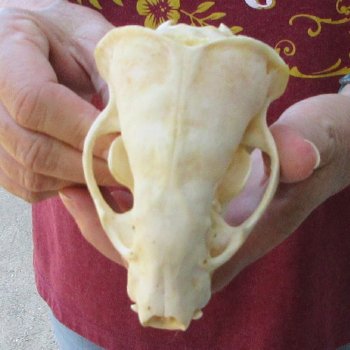 4-3/4" Badger Skull 