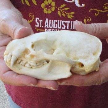 4-3/4" Badger Skull 