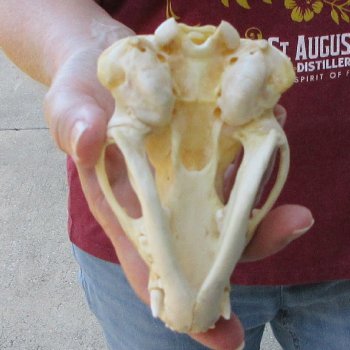 4-3/4" Badger Skull 