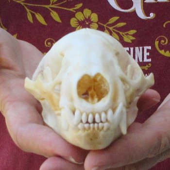 5" Badger Skull 