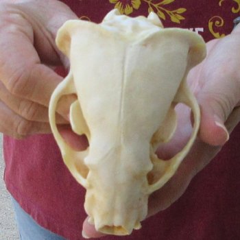 5" Badger Skull 
