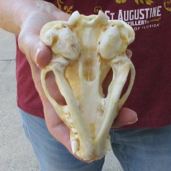 5" Badger Skull 