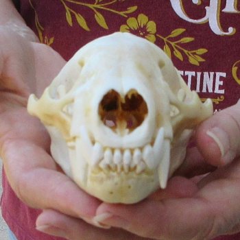 5" Badger Skull 