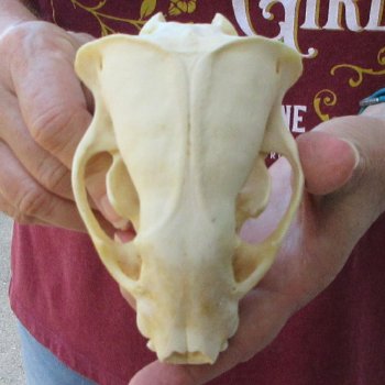 5" Badger Skull 