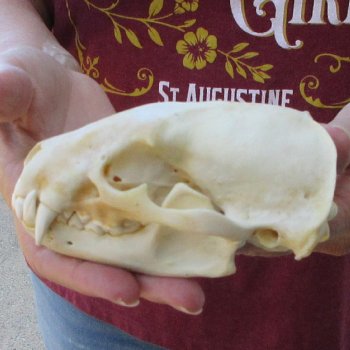 5" Badger Skull 
