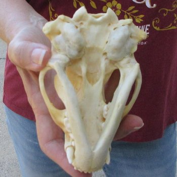 5" Badger Skull 