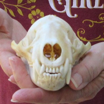 4-3/4" Badger Skull 