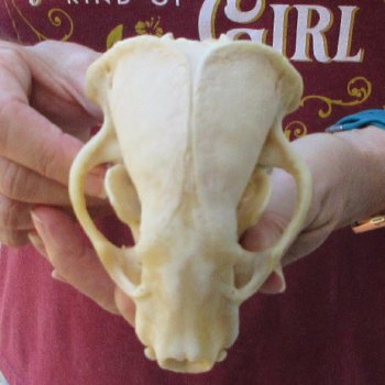 4-3/4" Badger Skull 
