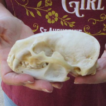 4-3/4" Badger Skull 