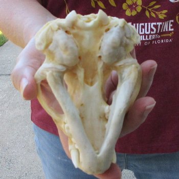 4-3/4" Badger Skull 