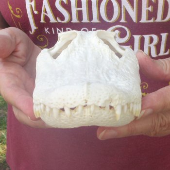  Real 9" B-Grade Florida Alligator Skull