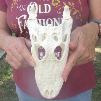  Real 9" B-Grade Florida Alligator Skull