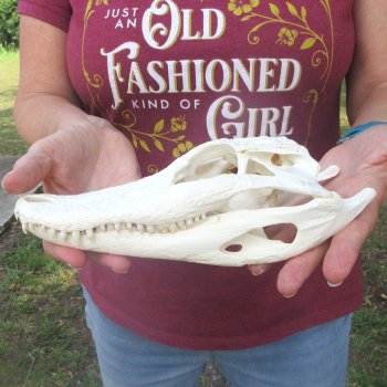  Real 9" B-Grade Florida Alligator Skull