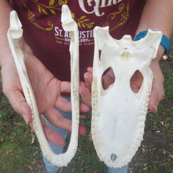  Real 9" B-Grade Florida Alligator Skull