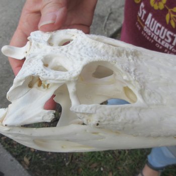  Real 9" B-Grade Florida Alligator Skull