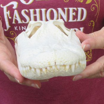  Real 10-1/2 inch A-Grade Florida Alligator Skull