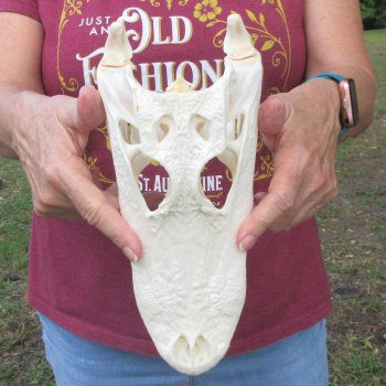  Real 10-1/2 inch A-Grade Florida Alligator Skull