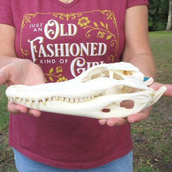  Real 10-1/2 inch A-Grade Florida Alligator Skull