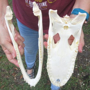 Real 10-1/2 inch A-Grade Florida Alligator Skull