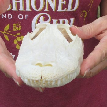  Real 8-1/2 inch A-Grade Florida Alligator Skull