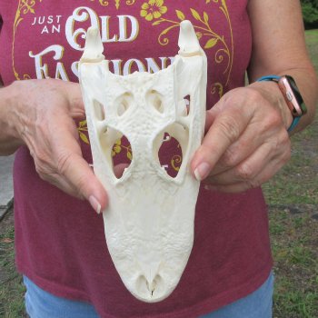  Real 8-1/2 inch A-Grade Florida Alligator Skull