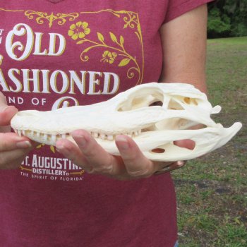  Real 8-1/2 inch A-Grade Florida Alligator Skull