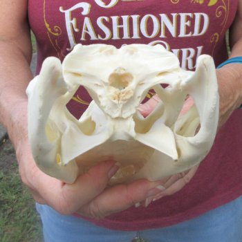  Real 8-1/2 inch A-Grade Florida Alligator Skull