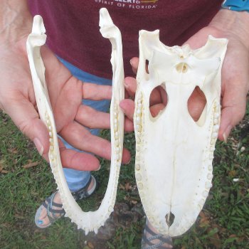  Real 8-1/2 inch A-Grade Florida Alligator Skull