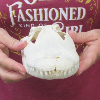  Real 10-1/2" B-Grade Florida Alligator Skull
