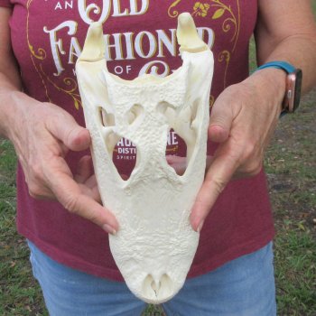  Real 10-1/2" B-Grade Florida Alligator Skull