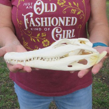  Real 10-1/2" B-Grade Florida Alligator Skull