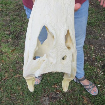  Real 10-1/2" B-Grade Florida Alligator Skull