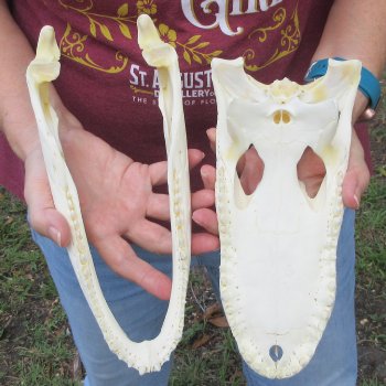  Real 10-1/2" B-Grade Florida Alligator Skull
