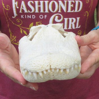  Real 12" B-Grade Florida Alligator Skull