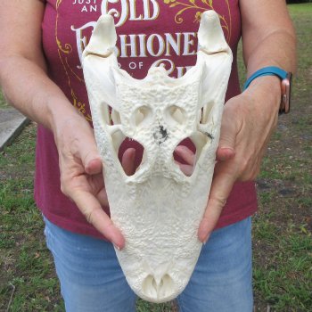  Real 12" B-Grade Florida Alligator Skull