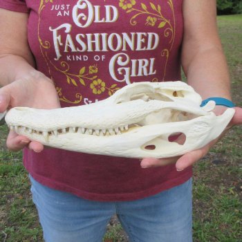  Real 12" B-Grade Florida Alligator Skull