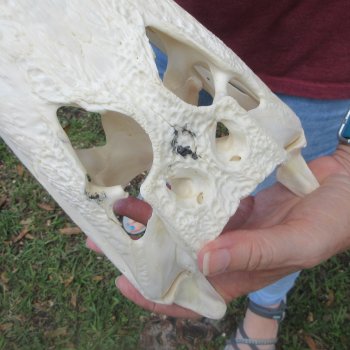  Real 12" B-Grade Florida Alligator Skull