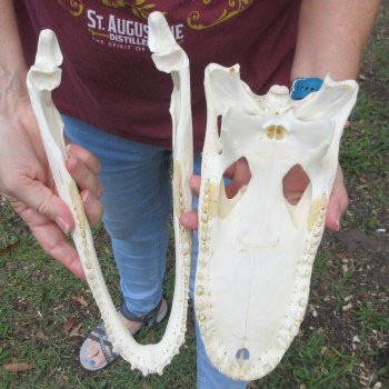  Real 12" B-Grade Florida Alligator Skull