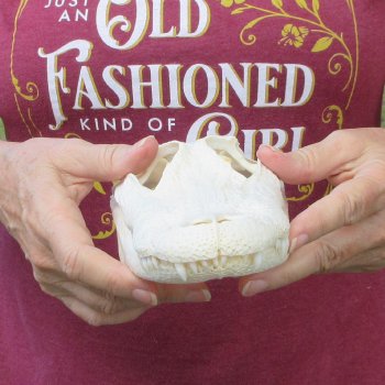  Real 9-1/2 inch Florida Alligator Skull