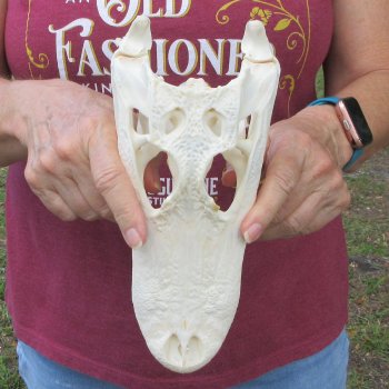  Real 9-1/2 inch Florida Alligator Skull