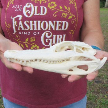  Real 9-1/2 inch Florida Alligator Skull