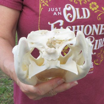  Real 9-1/2 inch Florida Alligator Skull