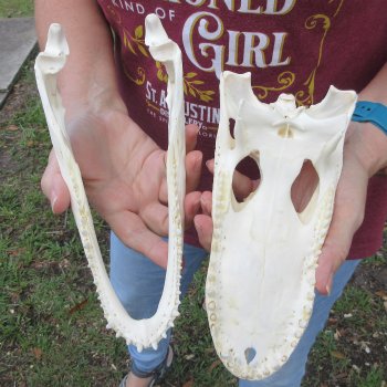  Real 9-1/2 inch Florida Alligator Skull