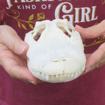  Real 9-1/2 inch Florida Alligator Skull