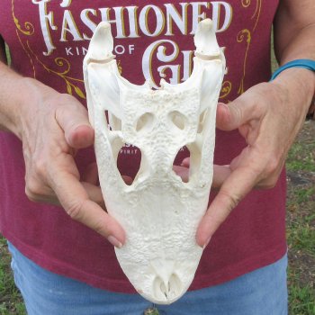  Real 9-1/2 inch Florida Alligator Skull