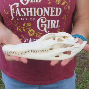  Real 9-1/2 inch Florida Alligator Skull
