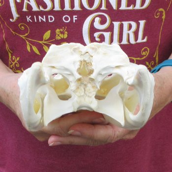  Real 9-1/2 inch Florida Alligator Skull