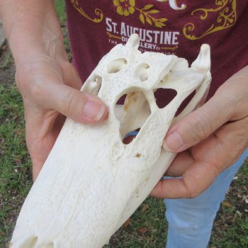  Real 9-1/2 inch Florida Alligator Skull